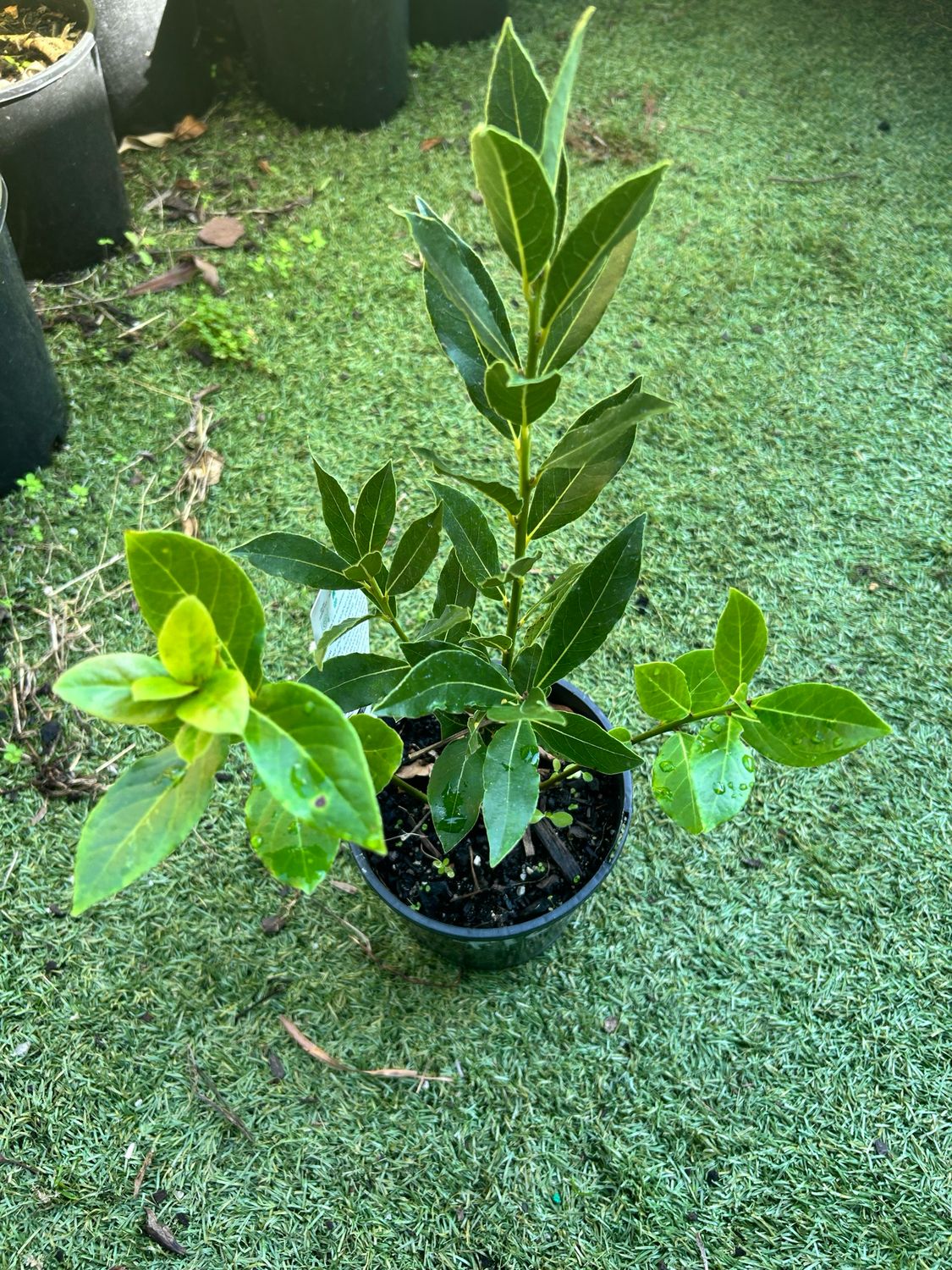 Bay Tree 1.5 L Pot