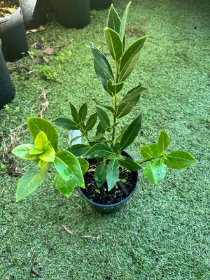 Bay Tree 1.5 L Pot
