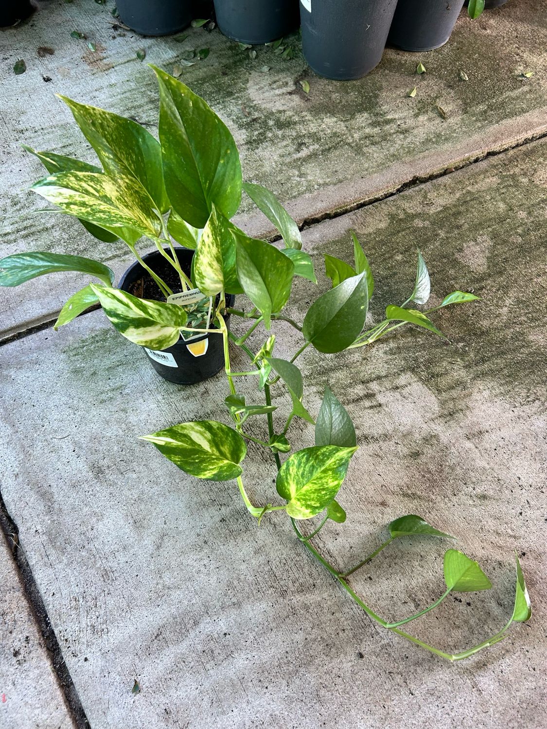 Devil’s Ivy 1.5L Pot