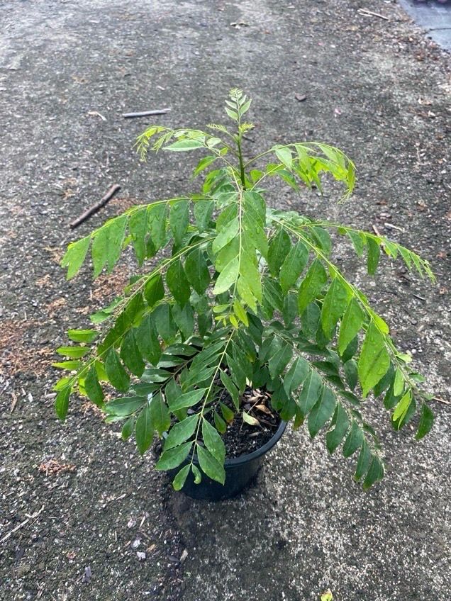 Curry Tree