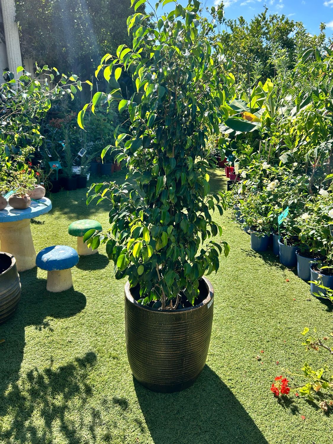 Ficus Including Pot