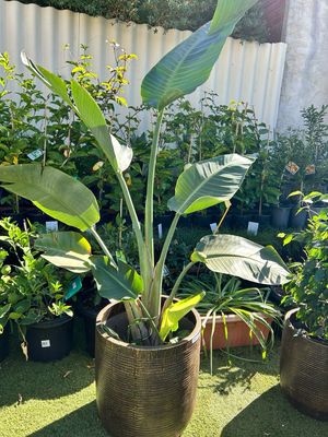Extra Large Birds Of Paradise In Light Weight Pot