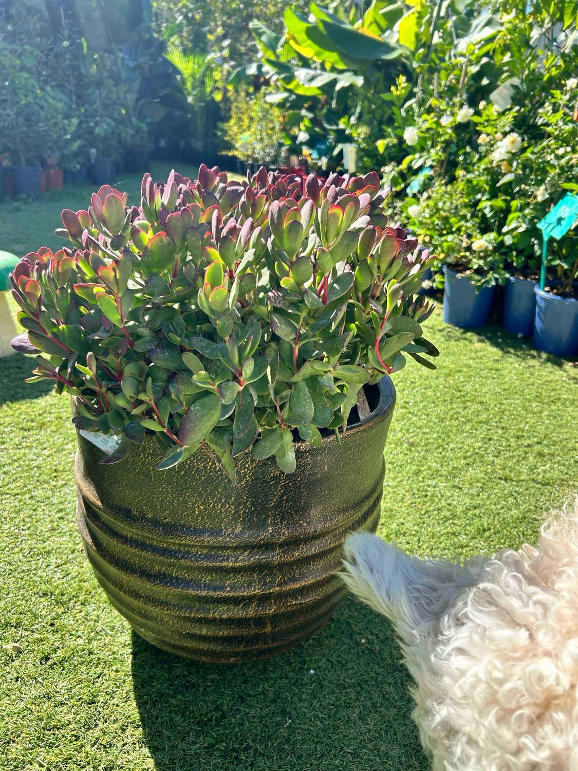 Pot Including Extra Large Succulent