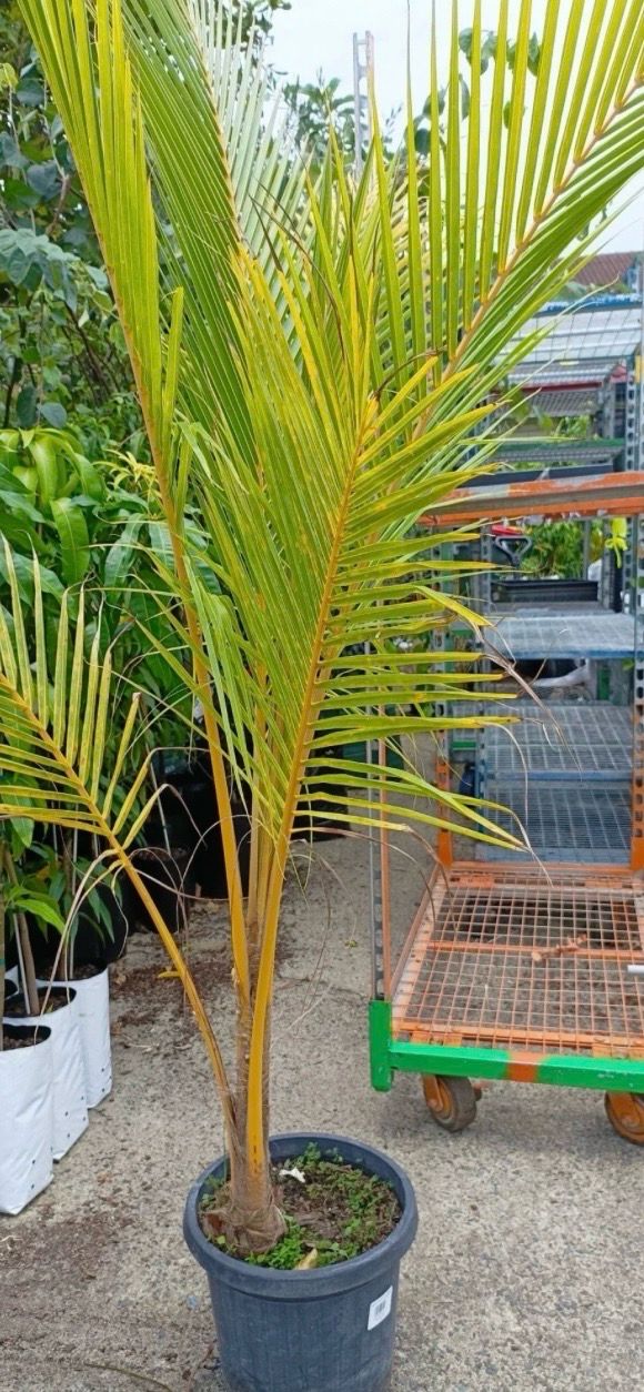 Coconut Palm Preorder