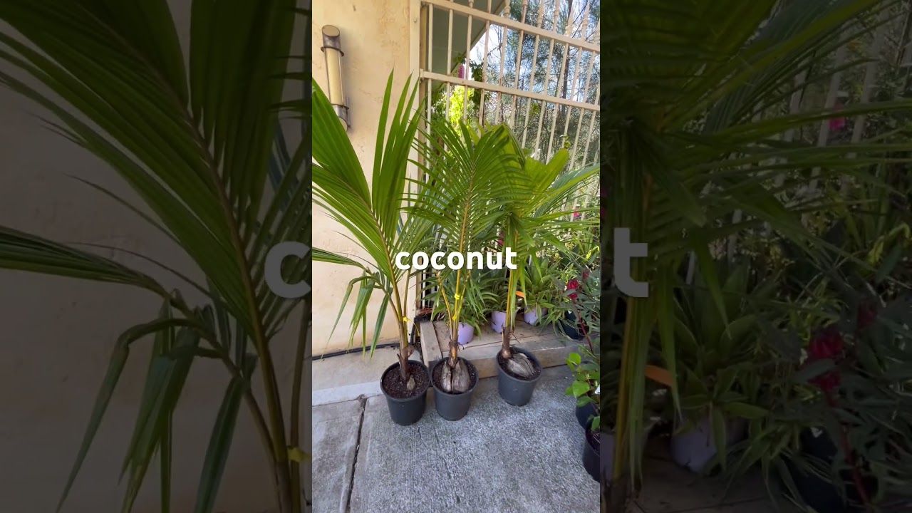 Coconut Palm Dwarf
