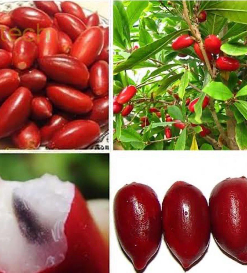 Miracle Fruit Plant Preorder