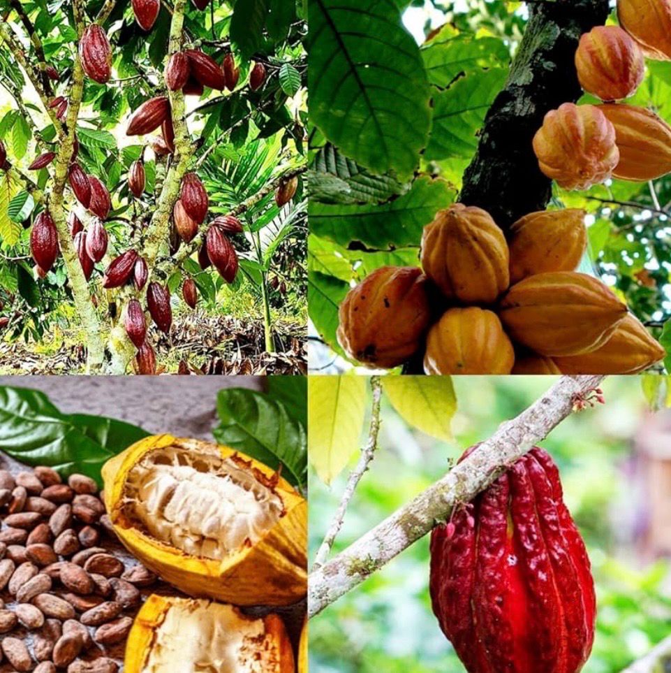 Chocolate Plant Or Cocoa Bean Preorder