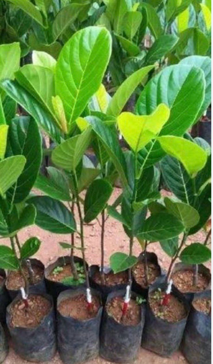 Jackfruit Tree Preorder
