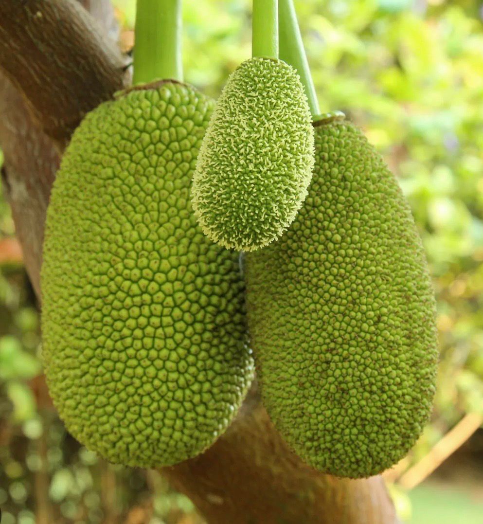 Jackfruit Tree