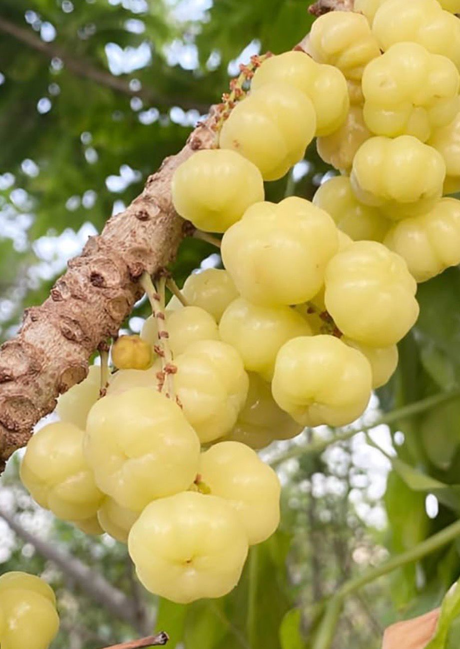 Star Gooseberry Preorder