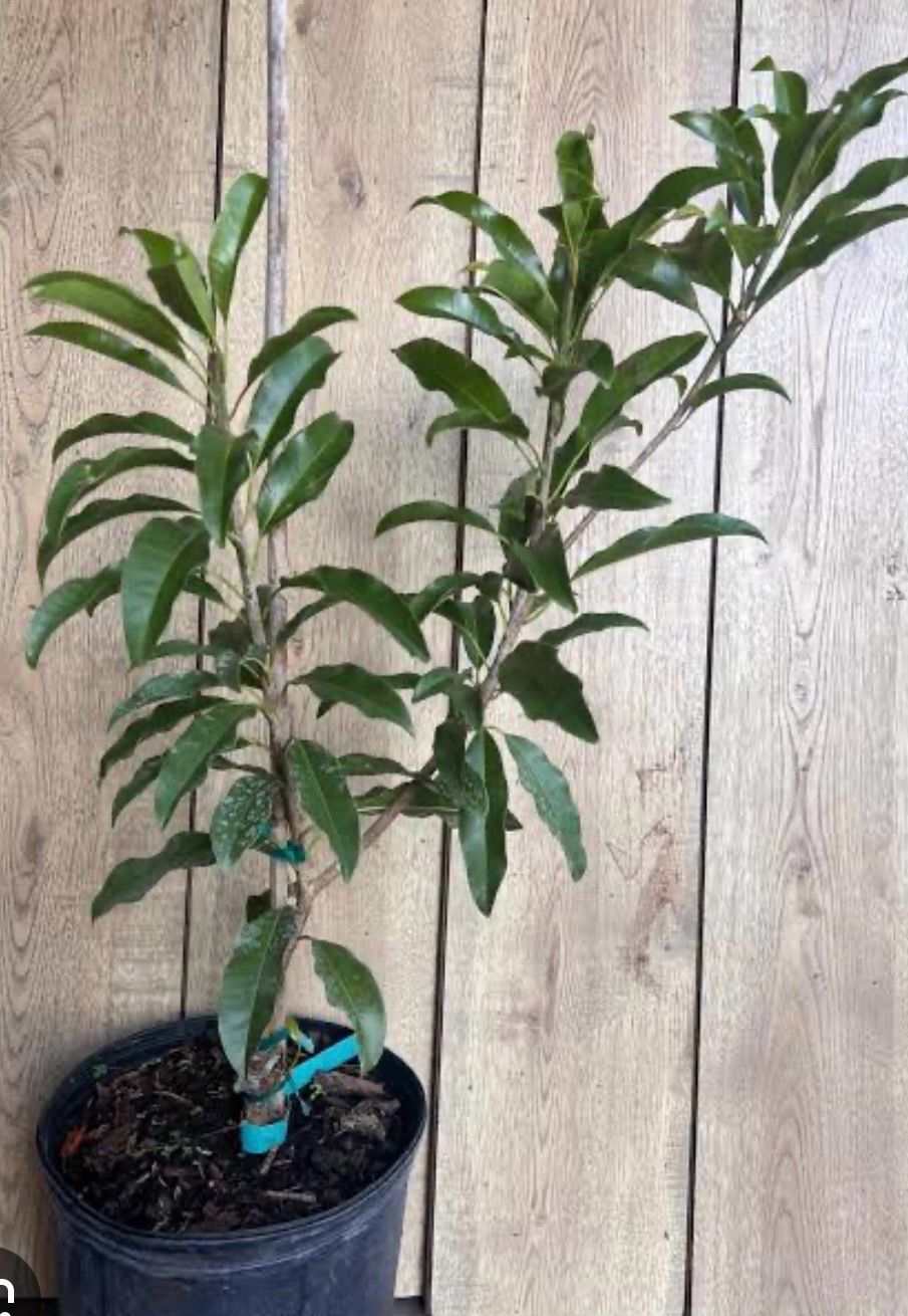 Sapodilla Or Chiku Plant Preorder