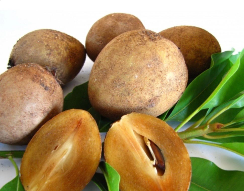 Sapodilla Or Chiku Plant
