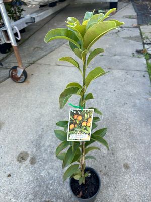 Sapodilla Or Chiku Plant