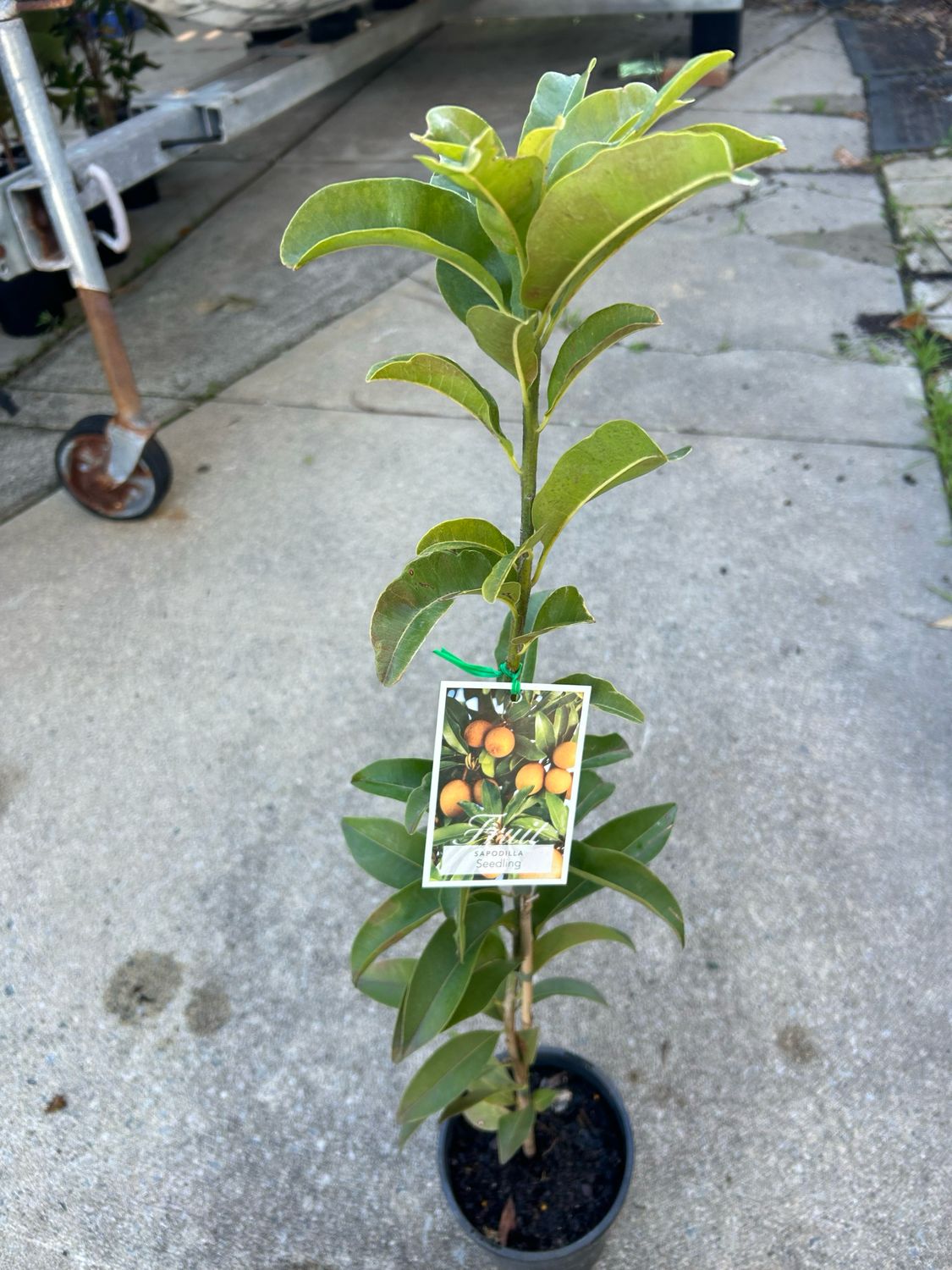 Sapodilla Or Chiku Plant