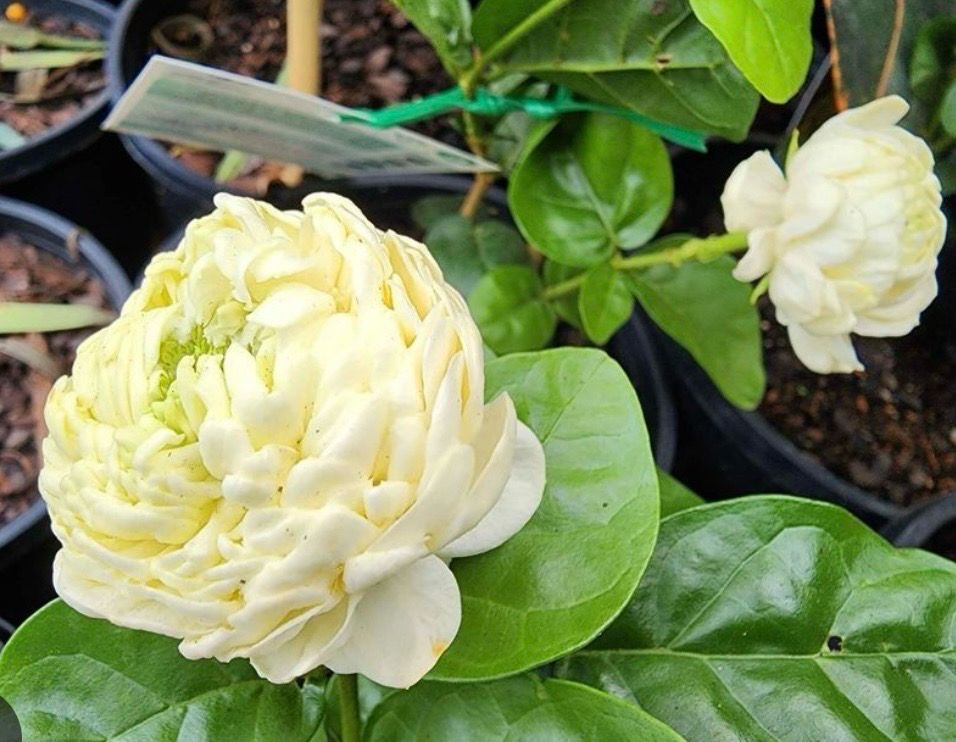 Chinese Emperor Jesmine Preorder