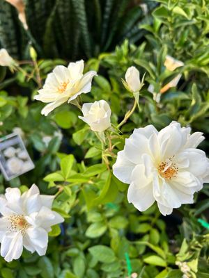 Ice berg Rose 4L Pot