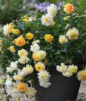 Lemon Frosting Cascade Rose