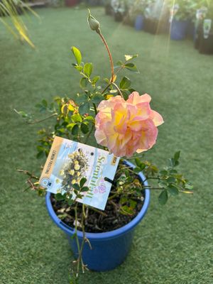 Lemon Frosting Cascade Rose 4 L Pot