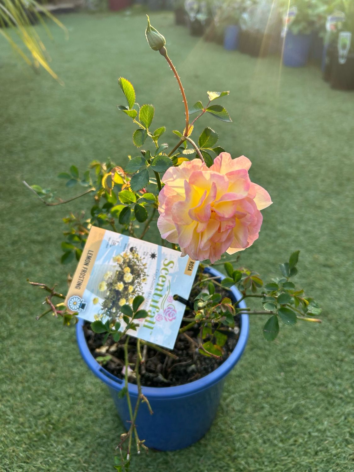 Lemon Frosting Cascade Rose 4 L Pot