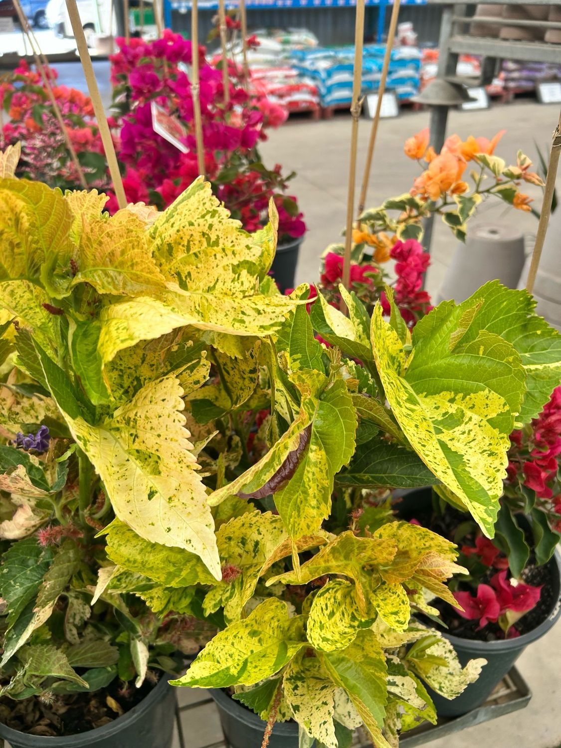 Fijan Fire Plant Or Acalypha Wilkesiana Yellow 5L
