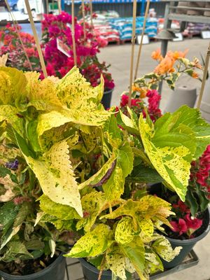 Fijan Fire Plant Or Acalypha Wilkesiana Yellow 5L