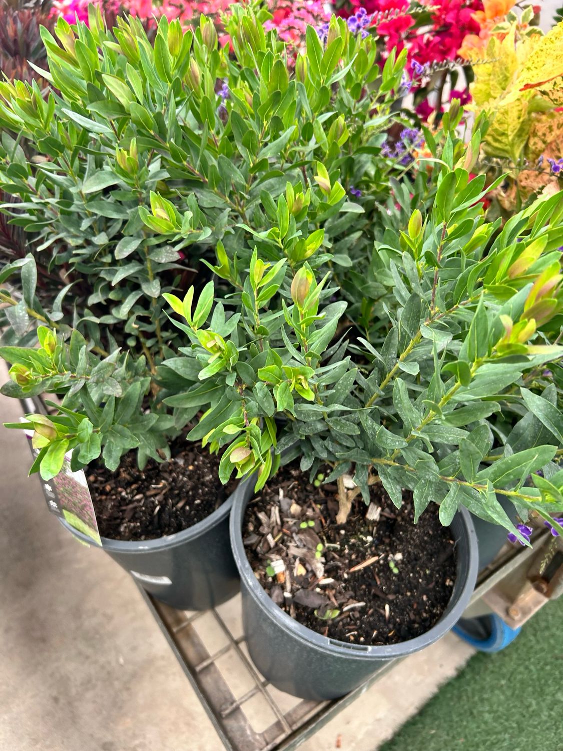 Polygala Grandiflora 5L Pot