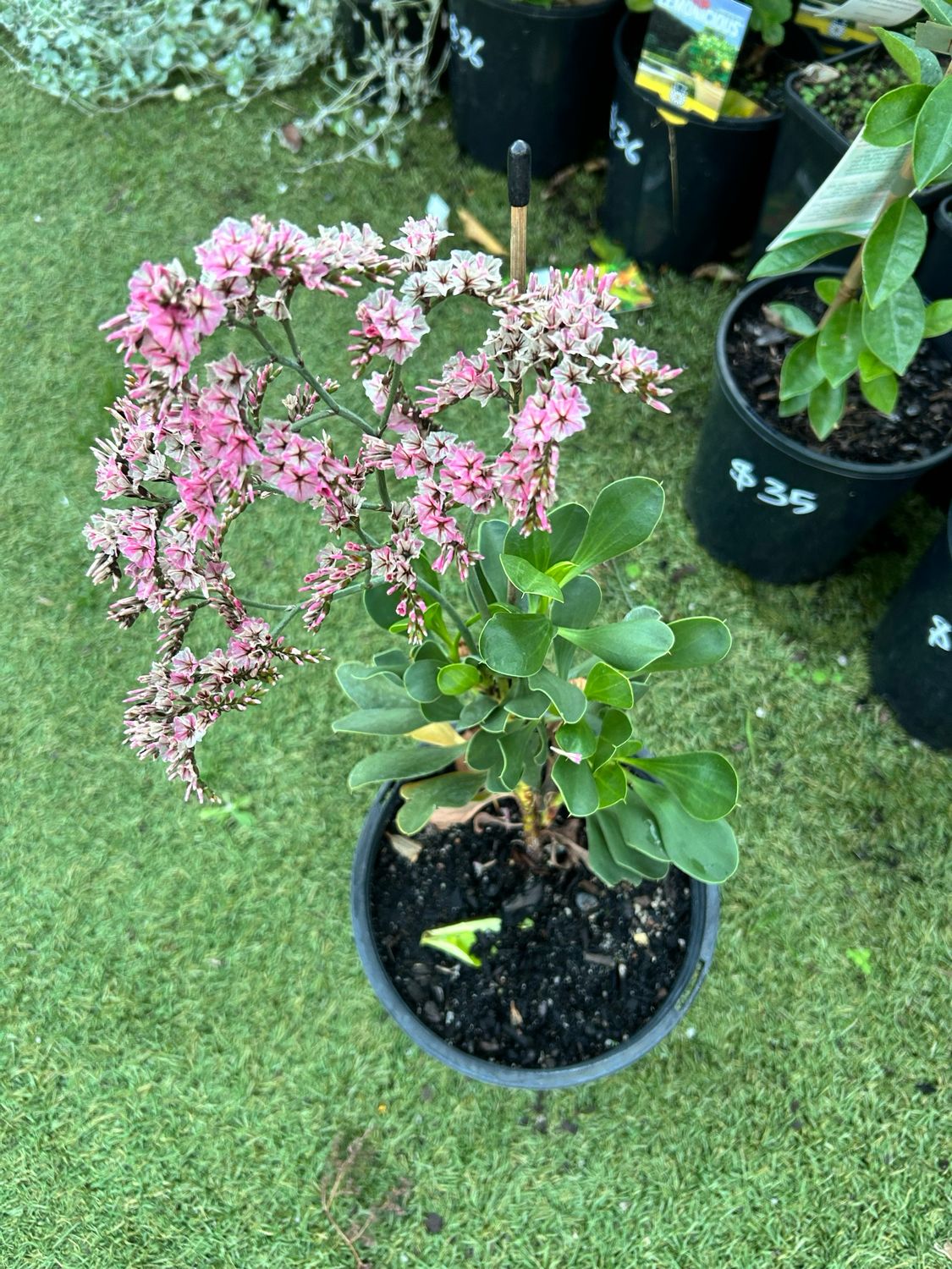 Limonium Pink Static 180 mm Pot