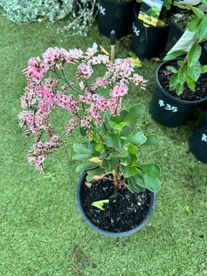 Limonium Pink Static 4 L Pot