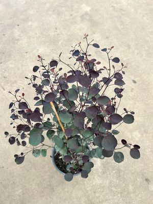 Eucalyptus Vintage Red 5 L Pot