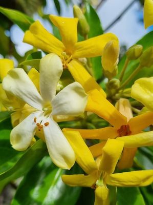 Hymenosporum Flavum Or Native Frangipani