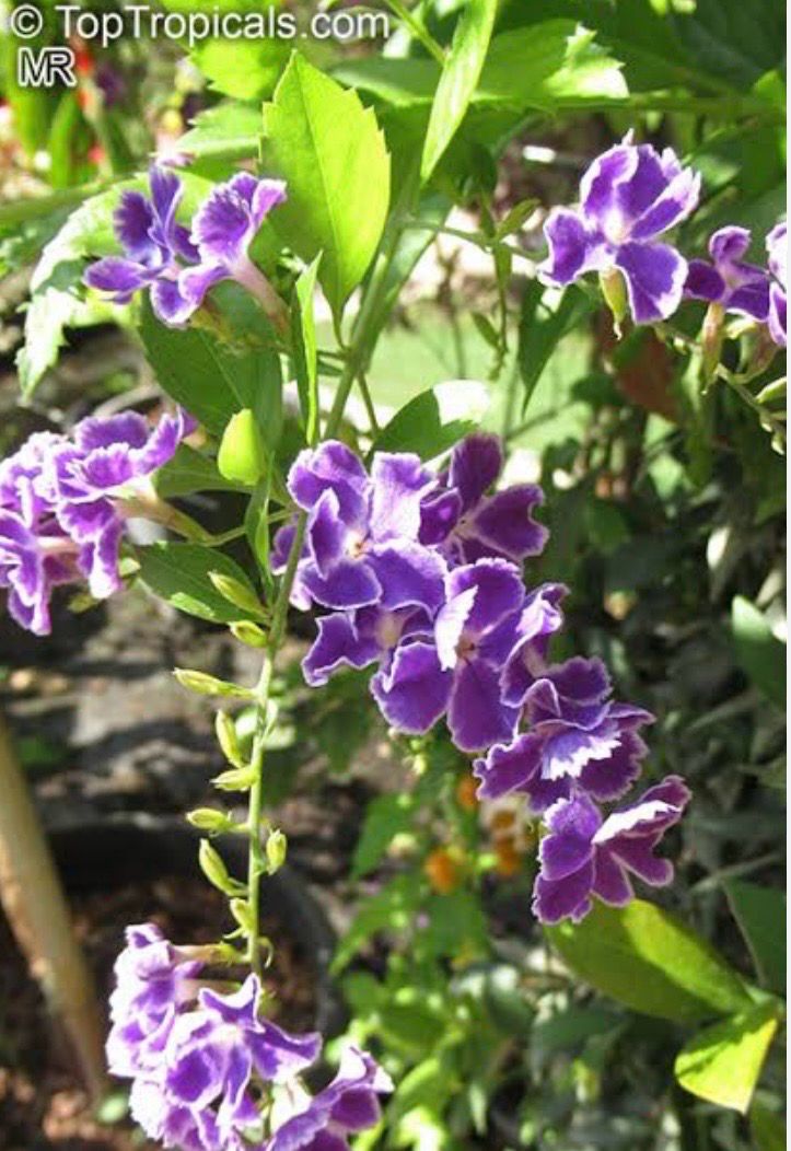 Duranta Geisha Girl 5L