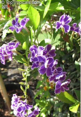 Duranta Geisha Girl 5L