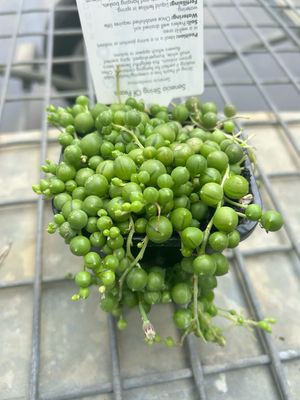 String Of Pearl