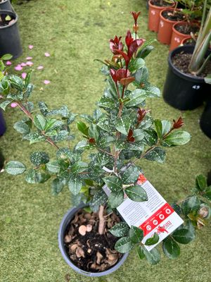 Lilly Pilly Big Red Or Syzygium austral Big Red 5 L Pot