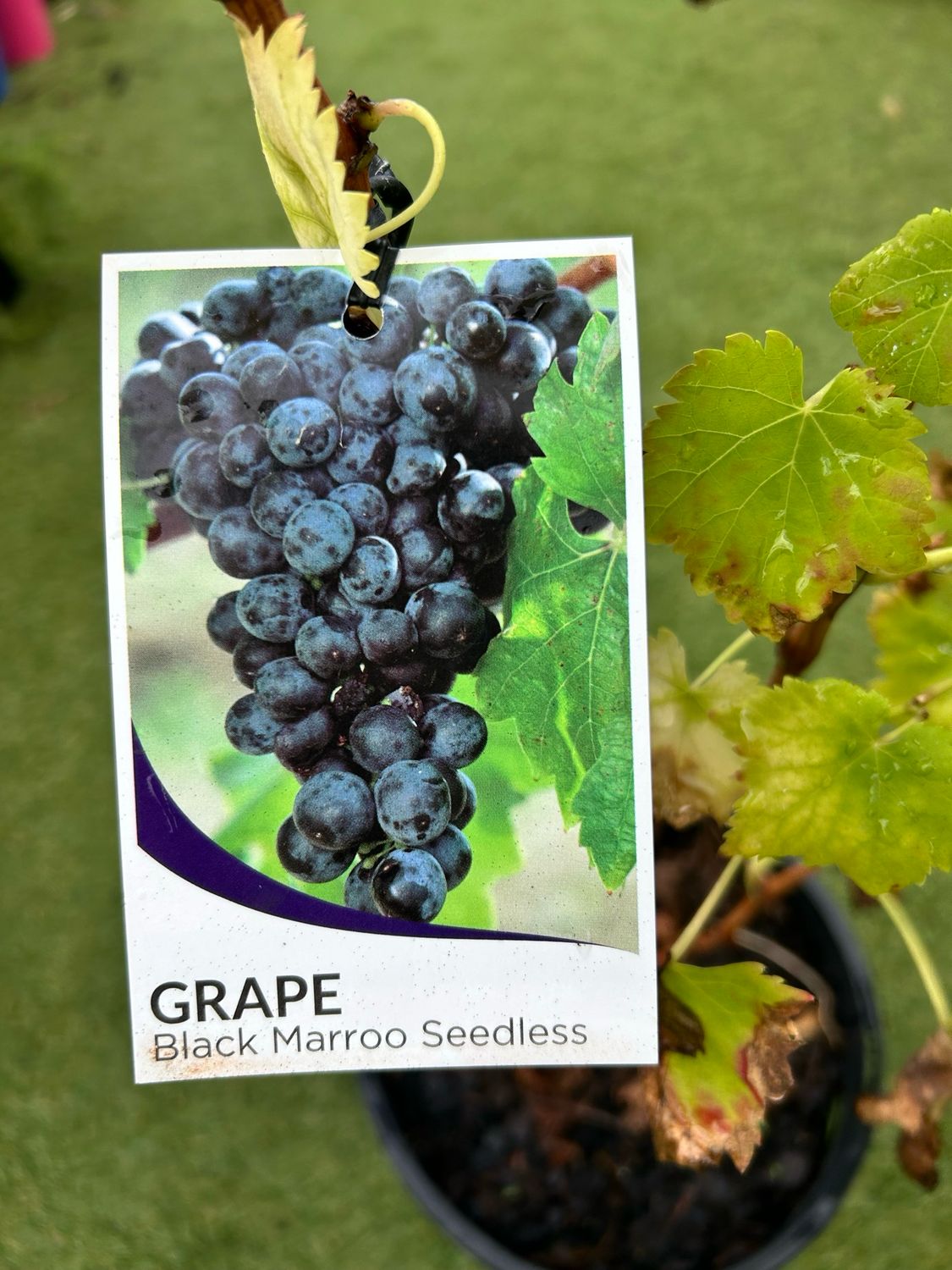 Black Marroo Seedless Grape 5 L Pot