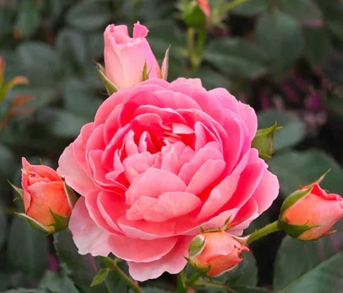 Terrazzo Fragrance King 4 L