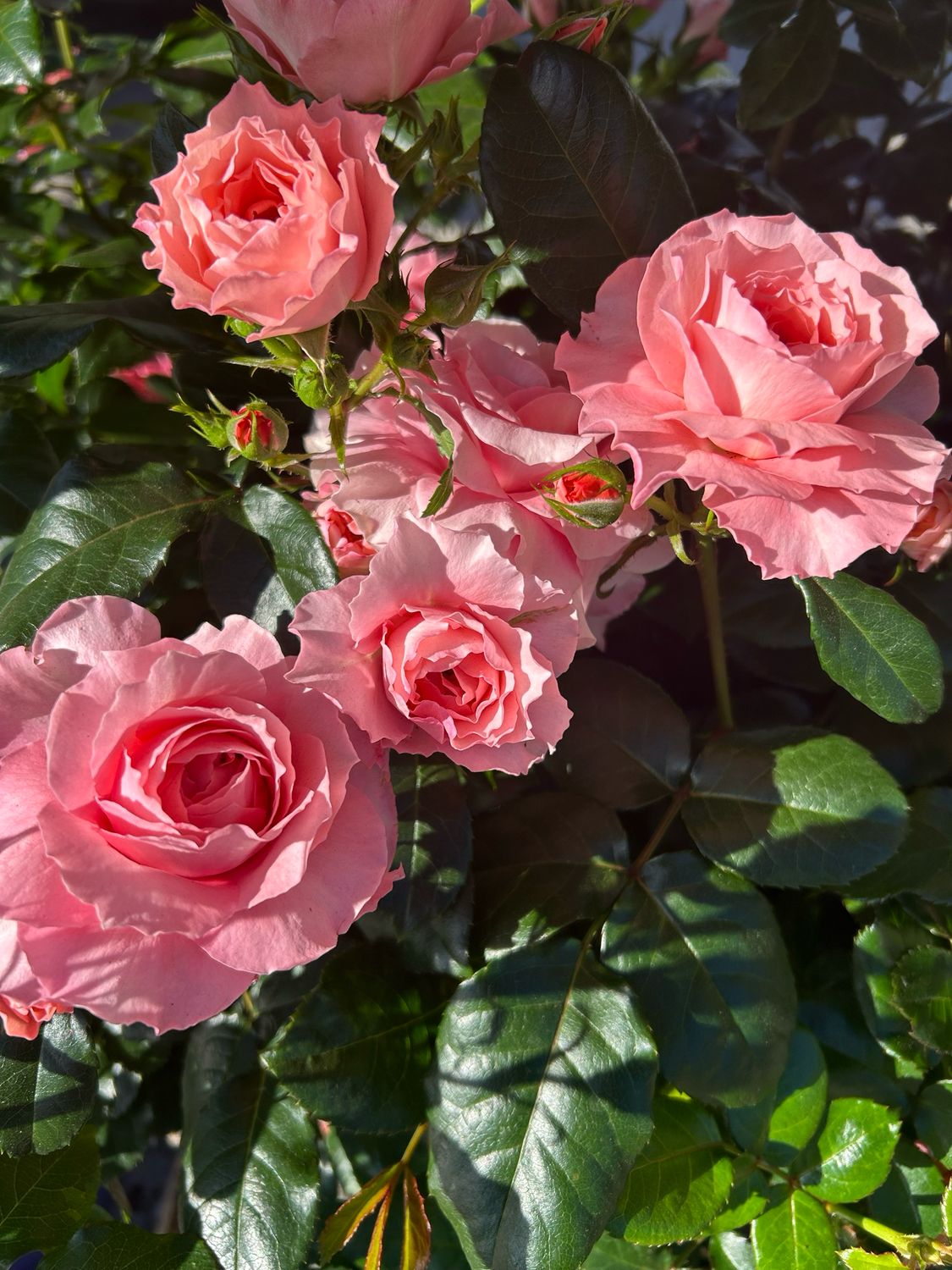 Rose Terrazzo 4 L Pot
