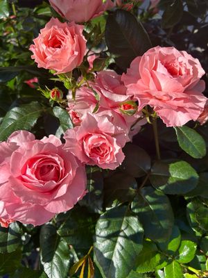 Rose Terrazzo 4 L Pot