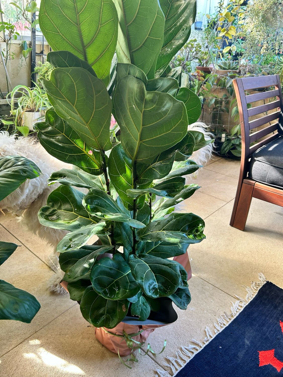 Ficus Lyrata 5 L Pot