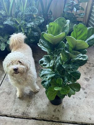 Ficus Lyrata 5 L Pot