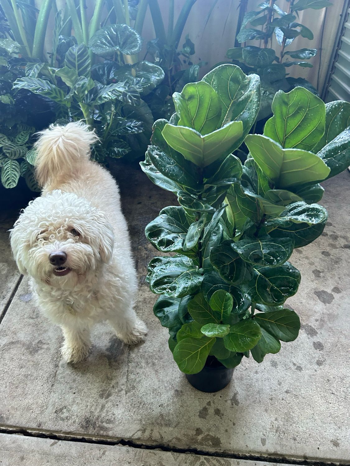 Ficus Lyrata 5 L Pot