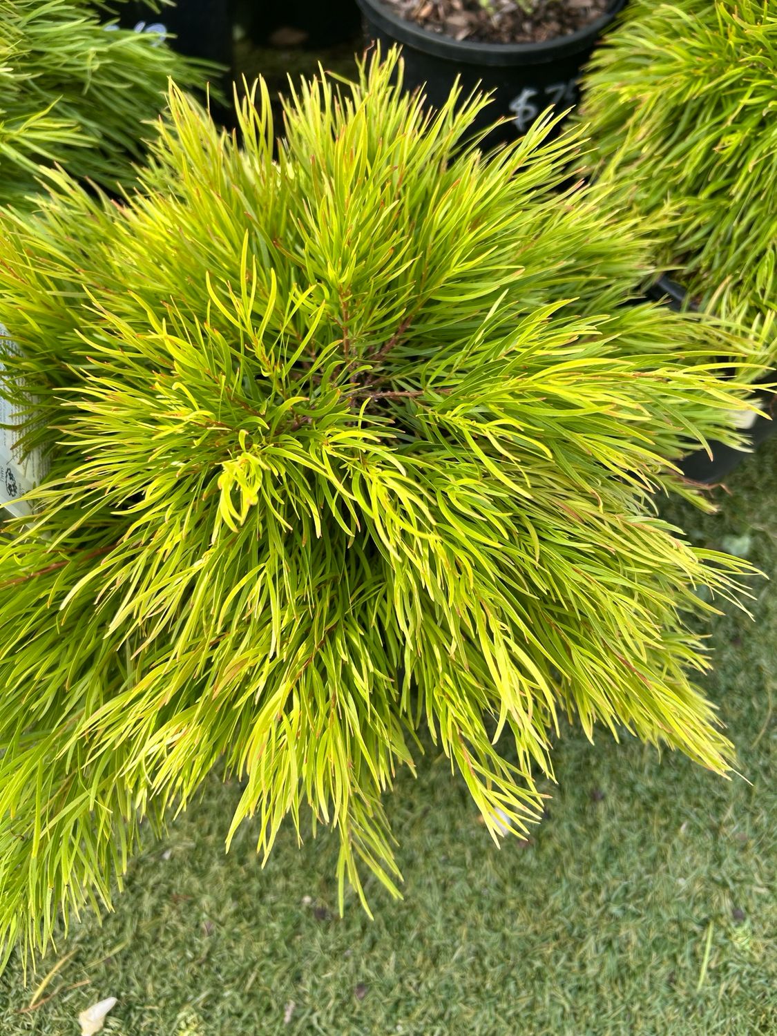 Acacia Cognata Nano PBR