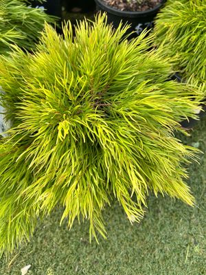 Acacia Cognata Nano PBR