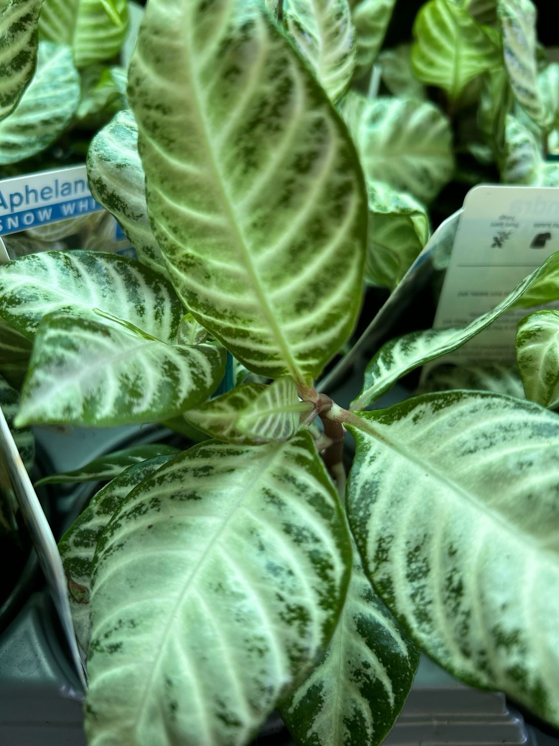 Snow White Indoor Plant