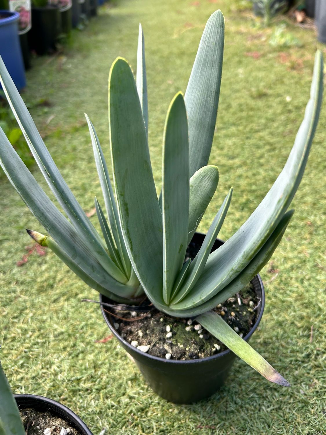 Fan Aloe 100 mm Pot