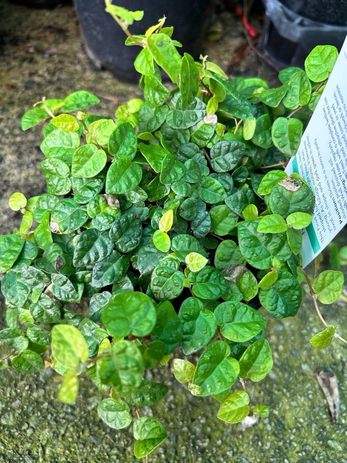 Creeping Fig or Ficus Pumila 140 mm Pot
