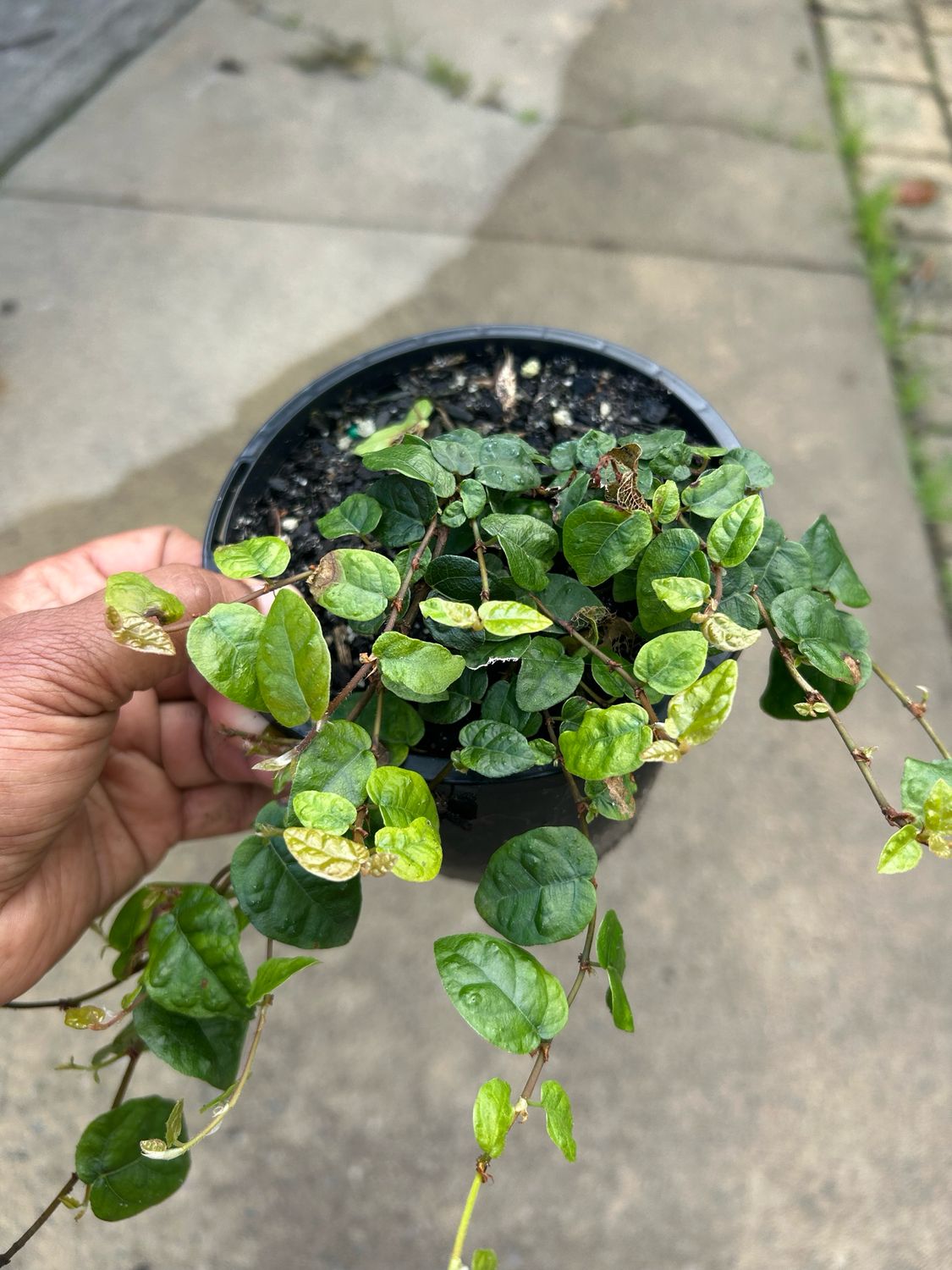 Creeping Fig or Ficus Pumila 1.4 L Pot