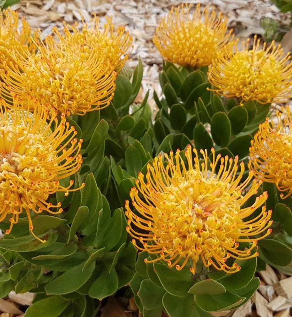 Leucospermum Yellow Or Pincushion Protea 5 L