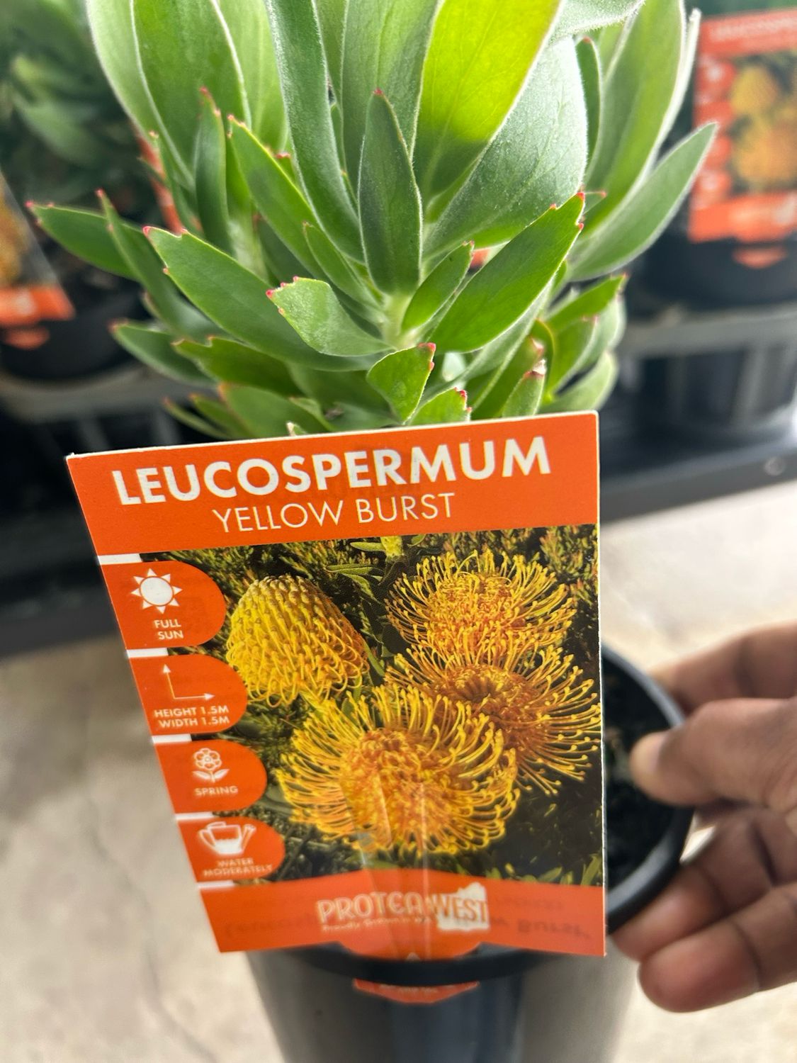 Leucospermum Yellow Burst 1.4 L Pot
