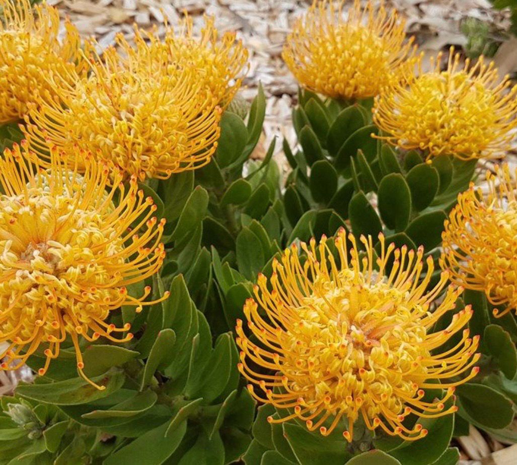 Leucospermum cordifolium Tube Stocks